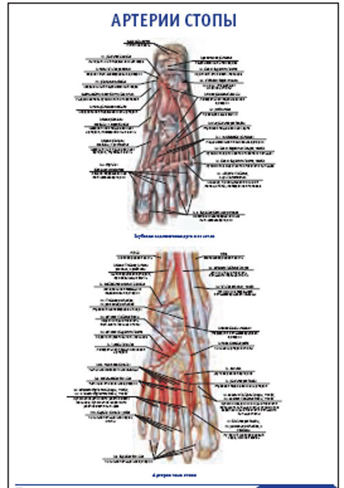 Основные артерии стопы. Артерии стопы анатомия.