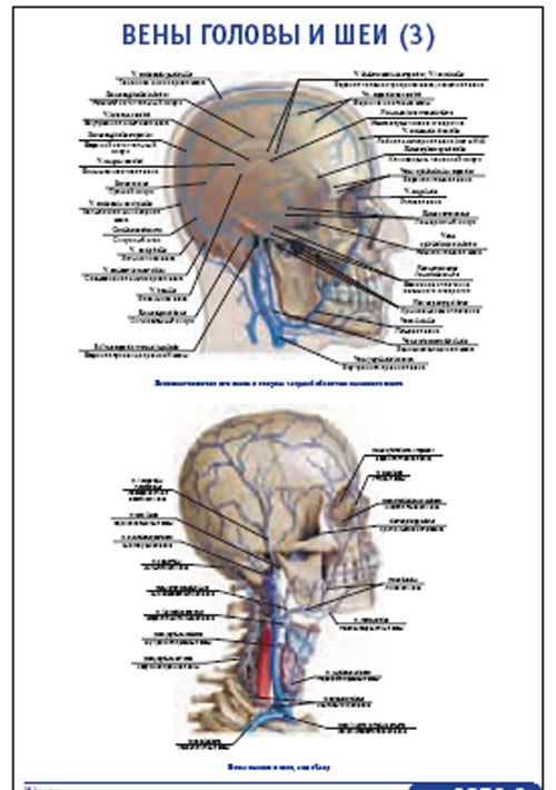 Венозная голова. Вены головы и шеи вид сбоку. Подкожные вены шеи анатомия. Классификация вен головы и шеи анатомия. Анатомия вен шеи и головы.