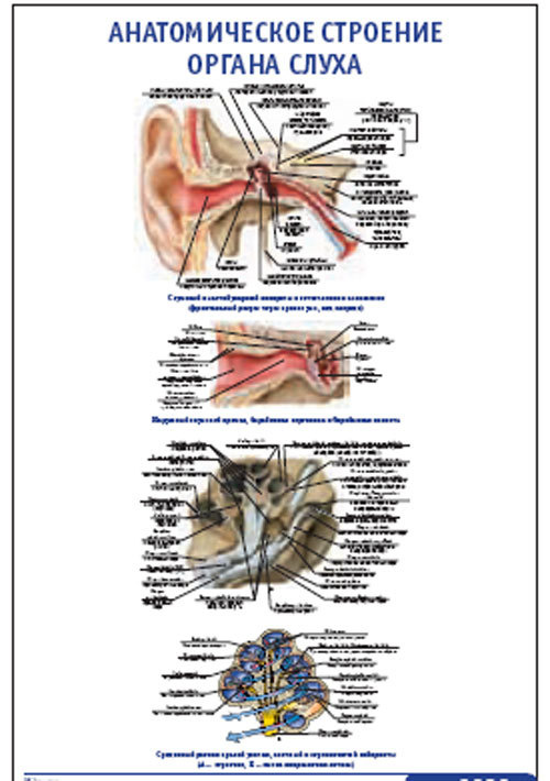 Плакат &#8220;Анатомическое строение органа слуха&#8221; (490*650)
