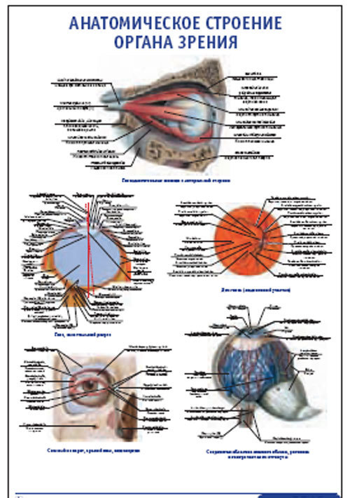 Плакат &#8220;Анатомическое строение органа зрения&#8221; (490*650)