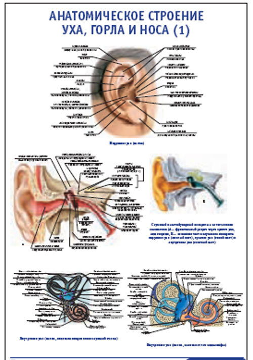 Плакат &#8220;Анатомическое строение уха, горла и носа&#8221; (1) (800*1100)