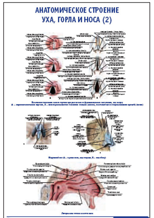Плакат &#8220;Анатомическое строение уха, горла и носа&#8221; (2) (490*650)