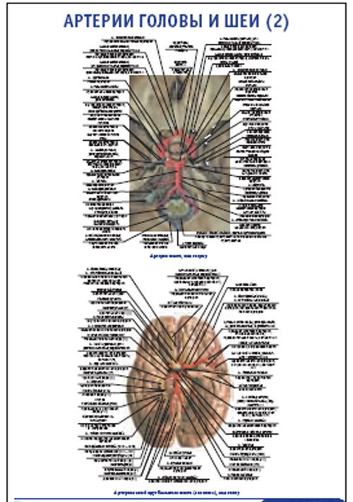 Плакат &#8220;Артерии головы и шеи 2&#8221; (490*650)