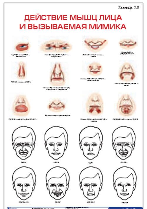 Плакат &#8220;Действие мышц лица и вызываемая мимика &#8221; (800*1100)