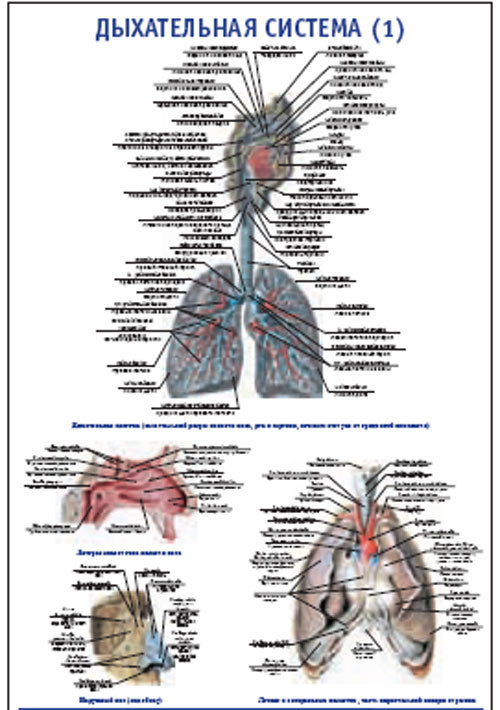 Плакат &#8220;Дыхательная система 1&#8221; (490*650)