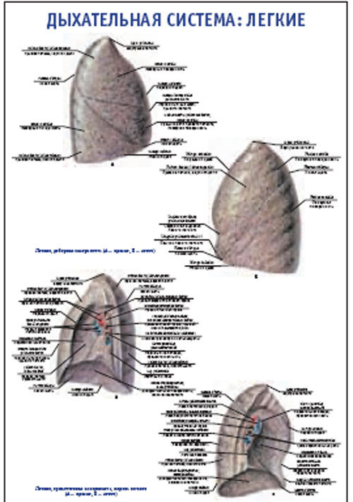 Плакат &#8220;Дыхательная система: легкие&#8221; (800*1100)