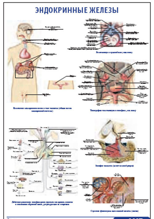 Плакат &#8220;Эндокринные железы&#8221; (600*900)