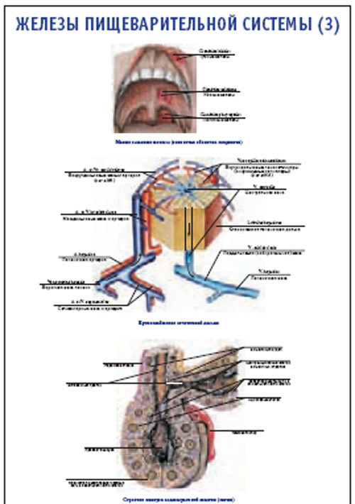 Плакат &#8220;Железы пищеварительной системы 3&#8221; (800*1100)