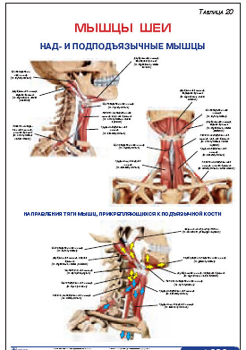Плакат &#8220;Мышцы шеи. Над- и подподъязычные мышцы&#8221; (490*650)