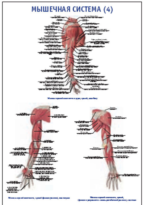 Плакат &#8220;Мышечная система 4&#8221; (800*1100)