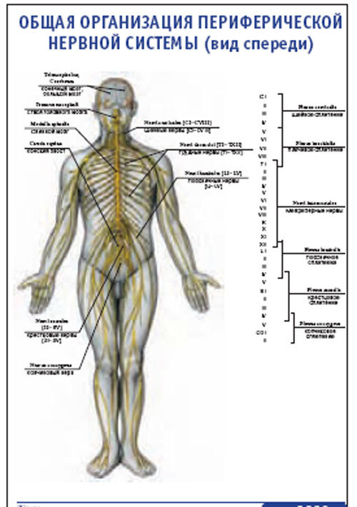 Плакат &#8220;Общая организация периферической нервной системы&#8221; (вид спереди) (490*650)