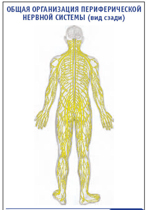 Плакат &#8220;Общая организация периферической нервной системы&#8221; (вид сзади) (800*1100)