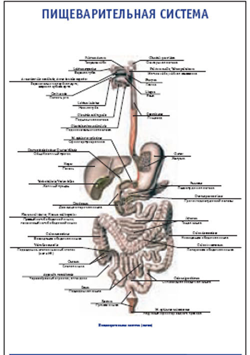 Плакат &#8220;Пищеварительная система&#8221; (490*650)