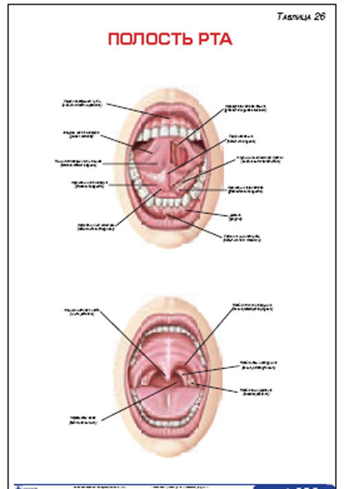 Плакат &#8220;Полость рта&#8221; (490*650)