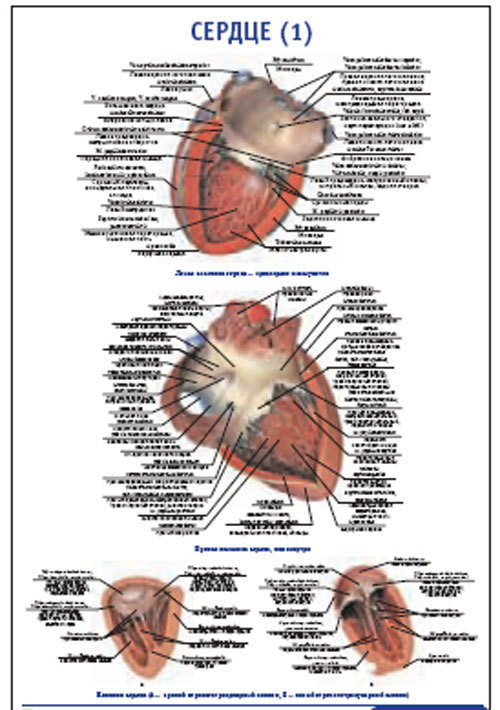 Плакат &#8220;Сердце 1&#8221; (800*1100)