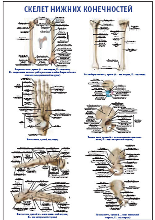 Плакат &#8220;Скелет нижних конечностей&#8221; (800*1100)