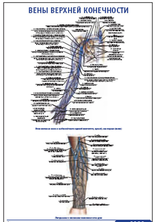 Плакат &#8220;Вены верхней конечности&#8221; (800*1100)