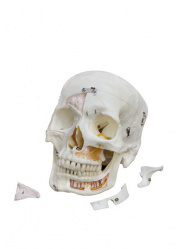 Демонстрационная модель черепа человека