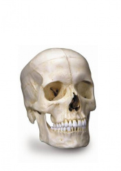 Модель для изучения костного строения черепа