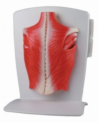 Модель мышц спины