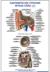 Плакат &#8220;Анатомическое строение органа слуха 1&#8221; (490*650)