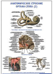 Плакат &#8220;Анатомическое строение органа слуха 2&#8221; (490*650)