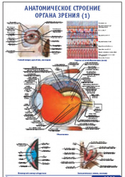 Плакат &#8220;Анатомическое строение органа зрения 1&#8221; (490*650)