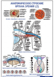 Плакат &#8220;Анатомическое строение органа зрения 2&#8221; (490*650)