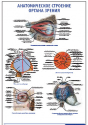 Плакат &#8220;Анатомическое строение органа зрения&#8221; (600*900)