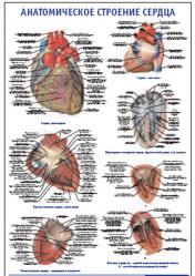 Плакат &#8220;Анатомическое строение сердца&#8221; (600*900)