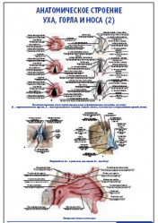 Плакат &#8220;Анатомическое строение уха, горла и носа&#8221; (2) (800*1100)