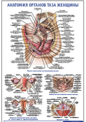 Плакат &#8220;Анатомия органов таза женщины&#8221; (800*1100)