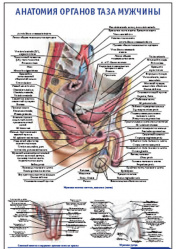 Плакат &#8220;Анатомия органов таза мужчины&#8221; (800*1100)