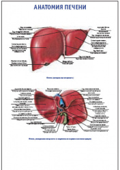 Плакат &#8220;Анатомия печени&#8221; (490*650)