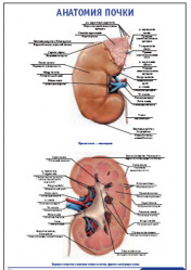 Плакат &#8220;Анатомия почки&#8221; (490*650)