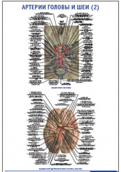 Плакат &#8220;Артерии головы и шеи 2&#8221; (600*900)