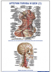 Плакат &#8220;Артерии головы и шеи 3&#8221; (490*650)