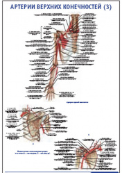 Плакат &#8220;Артерии верхних конечностей 3&#8221; (800*1100)