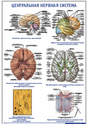 Плакат &#8220;Центральная нервная система&#8221; (490*650)