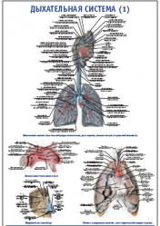 Плакат &#8220;Дыхательная система 1&#8221; (600*900)