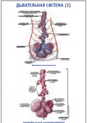 Плакат &#8220;Дыхательная система 2&#8221; (490*650)