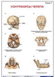 Плакат &#8220;Контрфорсы черепа&#8221; (490*650)