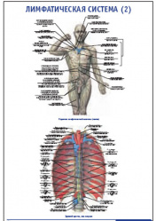 Плакат &#8220;Лимфатическая система 2&#8221; (490*650)