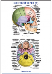 Плакат &#8220;Мозговой череп 1&#8221; (490*650)