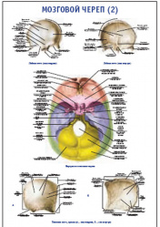 Плакат &#8220;Мозговой череп 2&#8221; (490*650)