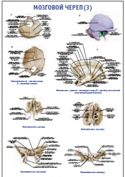 Плакат &#8220;Мозговой череп 3&#8221; (490*650)