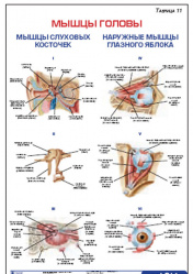 Плакат &#8220;Мышцы слуховых косточек и наружные мышцы глазного яблока&#8221; (490*650)