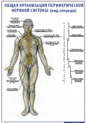Плакат &#8220;Общая организация периферической нервной системы&#8221; (вид спереди) (600*900)