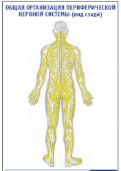 Плакат &#8220;Общая организация периферической нервной системы&#8221; (вид сзади) (600*900)