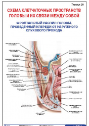 Плакат &#8220;Схема клетчаточных пространств головы и их связи между собой. Фронтальный распил головы, проведенный кпереди от наружного слухового прохода&#8221; (